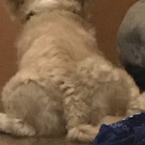 Meet your Posher, Allison